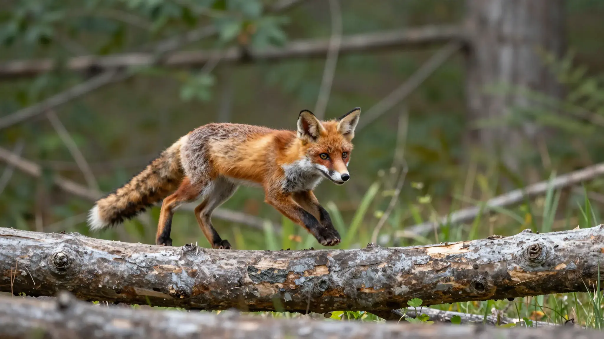 Vista previa de Vídeo de animales